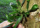 <i>Helietta apiculata</i> Benth. [Rutaceae]