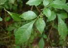 <i>Allophylus guaraniticus</i> (A. St.-Hil.) Radlk. [Sapindaceae]