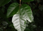 <i>Allophylus guaraniticus</i> (A. St.-Hil.) Radlk. [Sapindaceae]