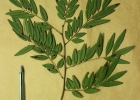 <i>Machaerium stipitatum</i> (DC.) Vogel [Fabaceae]