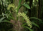 <i>Gomesa recurva</i> R. Br.  [Orchidaceae]