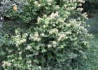 <i>Myrciaria plinioides</i> D. Legrand [Myrtaceae]