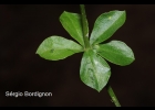<i>Polygala adenophylla</i> A. St.-Hill. & Moq. [Polygalaceae]