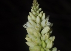 <i>Polygala adenophylla</i> A. St.-Hill. & Moq. [Polygalaceae]