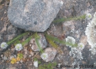 <i>Polygala aspalatha</i> L. [Polygalaceae]