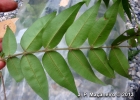 <i>Myrciaria plinioides</i> D. Legrand [Myrtaceae]