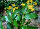 <i>Ouratea parviflora</i> (DC.) Baill. [Ochnaceae]