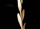 <i>Polygala longicaulis</i> Kunth [Polygalaceae]