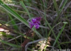 <i>Polygala molluginifolia</i> A. St.-Hil. [Polygalaceae]