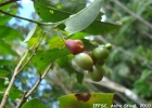 <i>Ouratea parviflora</i> (DC.) Baill. [Ochnaceae]