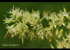 <i>Myrocarpus frondosus</i> Allemão [Fabaceae]
