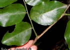 <i>Myrocarpus frondosus</i> Allemão [Fabaceae]