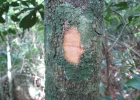 <i>Casearia sylvestris</i> Sw. [Salicaceae]