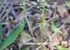 <i>Cranichis candida</i> (Barb. Rodr.) Cogn. in Mart. [Orchidaceae]
