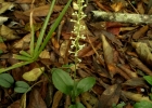 <i>Cranichis candida</i> (Barb. Rodr.) Cogn. in Mart. [Orchidaceae]