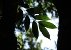 <i>Casearia sylvestris</i> Sw. [Salicaceae]
