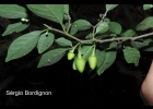 <i>Aureliana wettsteiniana</i> (Witasek) Hunz. & Barbosa [Solanaceae]