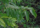 <i>Casearia sylvestris</i> Sw. [Salicaceae]