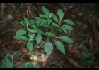 <i>Capsicum flexuosum</i> Sendtn. [Solanaceae]