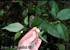 <i>Capsicum flexuosum</i> Sendtn. [Solanaceae]