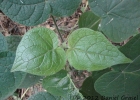 <i>Solanum corymbiflorum</i> (Sendtn.) Bohs [Solanaceae]