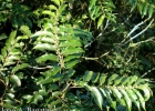 <i>Casearia sylvestris</i> Sw. [Salicaceae]