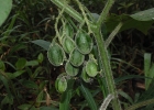 <i>Solanum corymbiflorum</i> (Sendtn.) Bohs [Solanaceae]