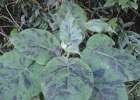 <i>Solanum corymbiflorum</i> (Sendtn.) Bohs [Solanaceae]