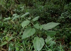 <i>Solanum corymbiflorum</i> (Sendtn.) Bohs [Solanaceae]