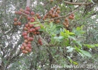 <i>Cabralea canjerana</i> (Vell.) Mart. [Meliaceae]