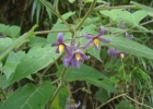 <i>Solanum sciadostylis</i> (Sendtn.) Bohs [Solanaceae]