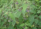 <i>Solanum sciadostylis</i> (Sendtn.) Bohs [Solanaceae]