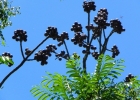 <i>Cabralea canjerana</i> (Vell.) Mart. [Meliaceae]