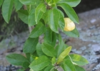 <i>Solandra grandiflora</i> Sw. [Solanaceae]