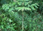 <i>Jacaranda micrantha</i> Cham. [Bignoniaceae]