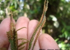 <i>Lellingeria schenckii</i> (Hieron.) A.R.Sm. & R.C.Moran [Polypodiaceae]