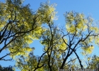 <i>Jacaranda micrantha</i> Cham. [Bignoniaceae]