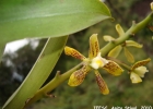 <i>Encyclia vespa</i> (Vell.) Dressler [Orchidaceae]