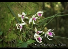 <i>Leptotes bicolor</i> Lindl.  [Orchidaceae]