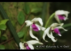 <i>Leptotes bicolor</i> Lindl.  [Orchidaceae]