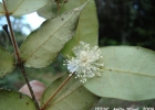 <i>Eugenia catharinensis</i> D. Legrand [Myrtaceae]