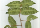 <i>Eugenia catharinensis</i> D. Legrand [Myrtaceae]