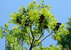 <i>Jacaranda micrantha</i> Cham. [Bignoniaceae]