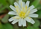 <i>Hypochaeris albiflora</i> (O.K.) Azevêdo-Gonçalves & Matzenbacher [Asteraceae]