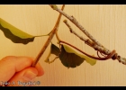 <i>Pyrostegia venusta</i> (Ker Gawl.) Miers [Bignoniaceae]