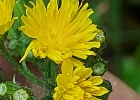 <i>Hypochaeris chillensis</i> (H.B.K.) Hieron [Asteraceae]