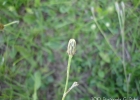 <i>Hypochaeris chillensis</i> (H.B.K.) Hieron [Asteraceae]
