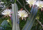 <i>Cereus hildmannianus</i> K. Schum. [Cactaceae]