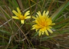 <i>Hypochaeris lutea</i> (Vell.) Britton [Asteraceae]