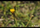 <i>Hypochaeris variegata</i> (Lam.) Baker [Asteraceae]